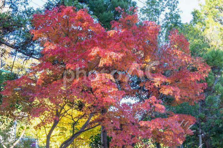 秋の気配・色づく紅葉 モミジ,紅葉,秋の背景の写真素材