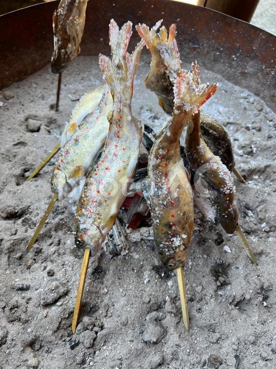 アメゴの串焼き1 アメゴ,アマゴ,串焼きの写真素材