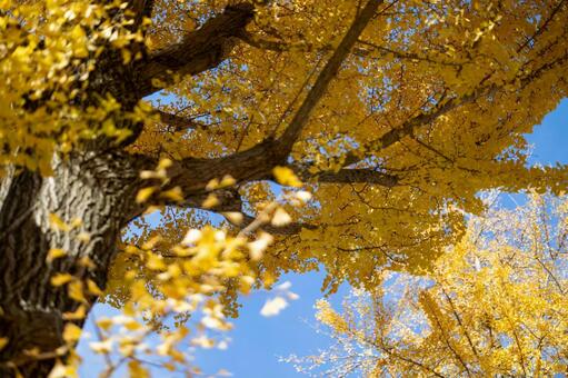 色づく銀杏 秋,もみじ,木の写真素材