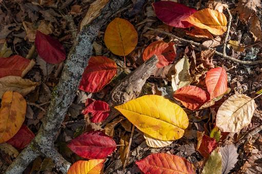 紅葉した落ち葉 紅葉した落ち葉の写真