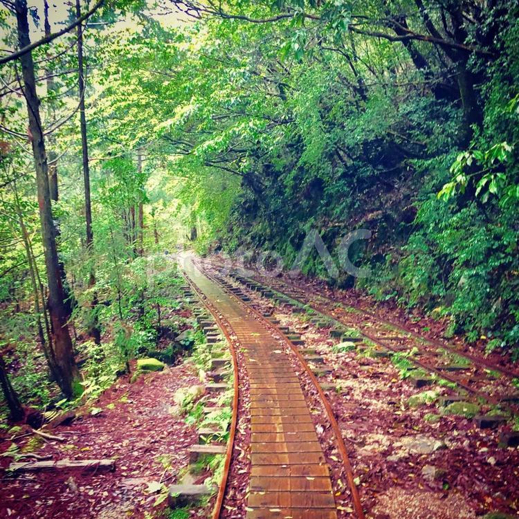 もののけ姫の森 屋久島,森,線路の写真素材