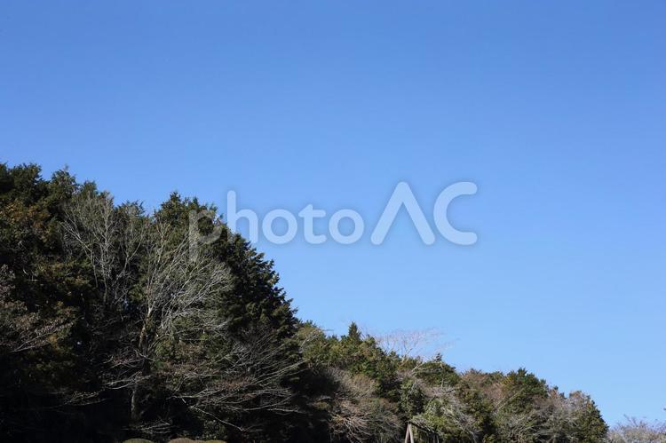 青空を見上げた時の写真 空,風景,自然の写真素材