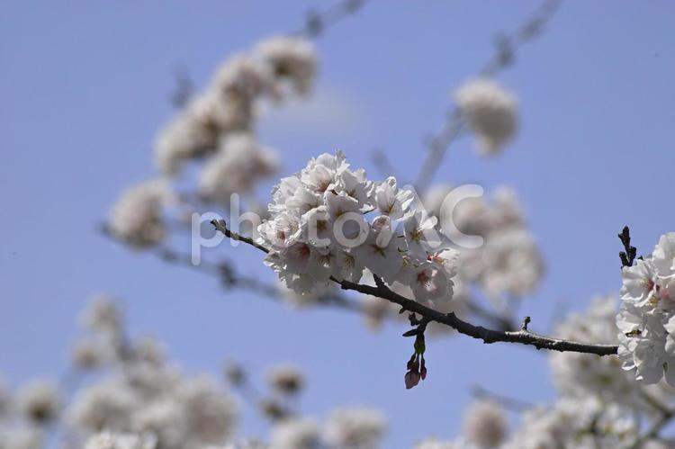 青空と満開の桜 桜,花,春の写真素材