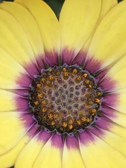 花_Flower 花_Flowerの写真