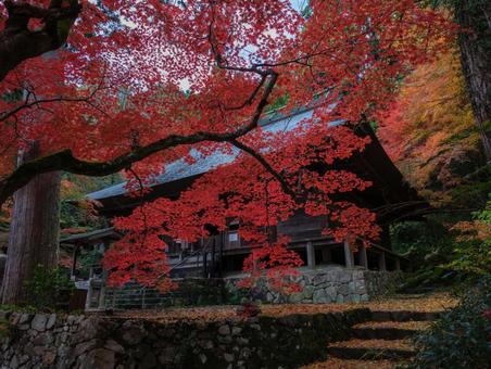 もみじ もみじ 大國寺,兵庫県,仏閣の写真素材
