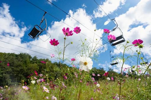 高原に咲くコスモスと青空 コスモス,秋桜,高原の写真素材