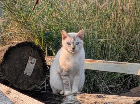 静寂の番猫 のらねこ,動物,生き物の写真素材