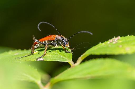 アカハナカミキリの写真
