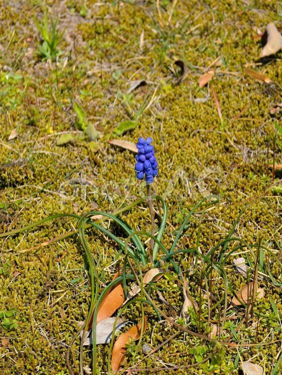 美しい青い花を咲かせるムスカリ ムスカリ,草花,野草の写真素材