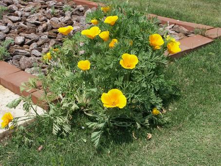 ハナビシソウ　咲く風景 ハナビシソウ,鮮やかな,オレンジ色の写真素材