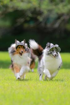 シェルティ 犬,シェルティ,ペットの写真素材