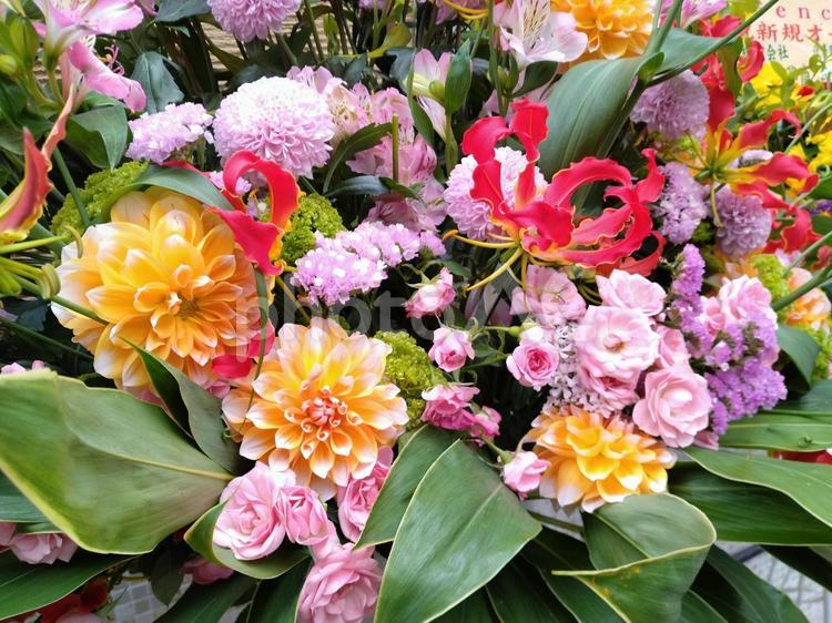 花658 花,植物,自然の写真素材