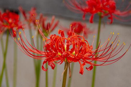 彼岸花 彼岸花の写真