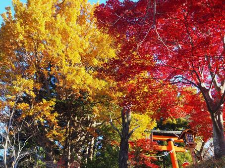 紅葉と黃葉 紅葉と黃葉の写真