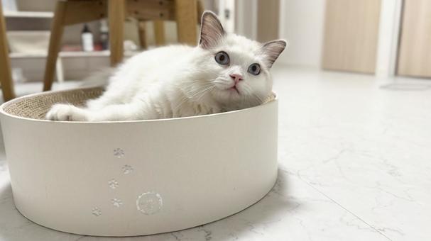 バリバリボウルで寛いでいるグドールの子猫 猫,ペット,かわいいの写真素材