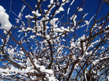 青空に映える霧氷 霧氷,樹木,季節の写真素材