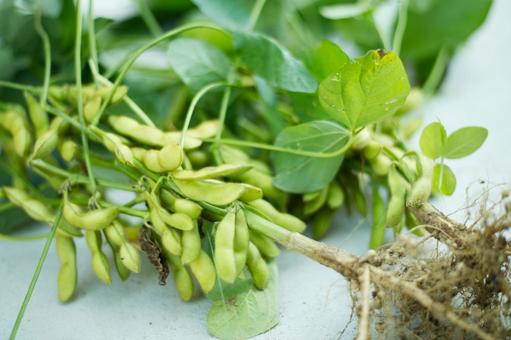 収穫したての枝豆 夏野菜,豆,枝豆の写真素材