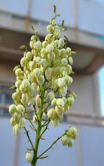 アツバキミガヨランの花 アツバキミガヨランの花 アツバキミガヨラン,ユッカ・グロリオサ,花の写真素材