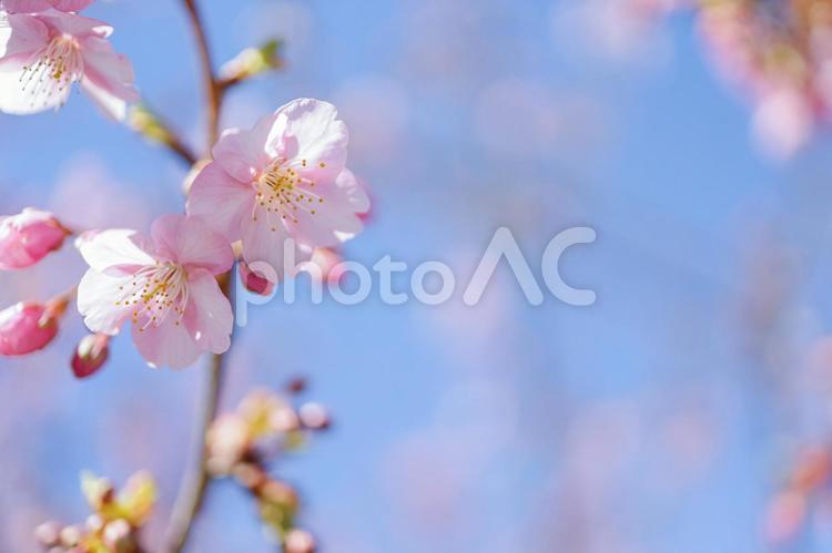美しい河津桜と青空　春の背景素材 桜,春,花の写真素材