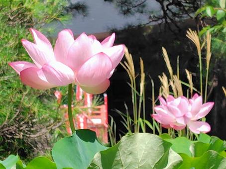 Photo, lotus, a lotus, bald, 
