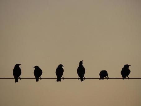 電線にとまる鳥たち 夕暮れ 電線にとまる鳥たち 夕暮れの写真