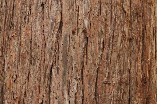 木の幹の拡大写真1の写真