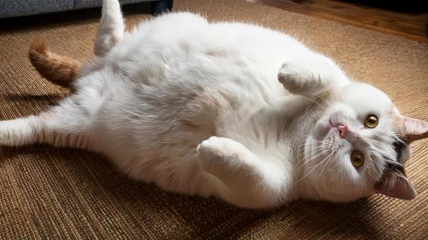 太りすぎた猫2 太りすぎた猫2の写真