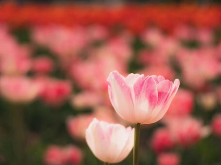 tulips, JPG