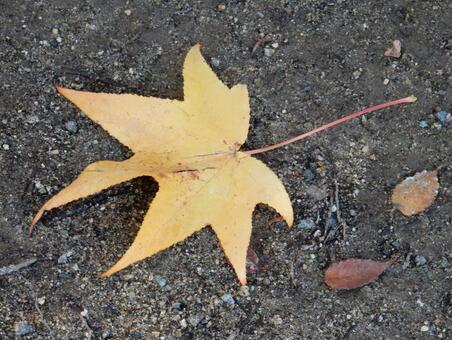 【風景写真】晩秋の風景 落ち葉,植物,季節の写真素材