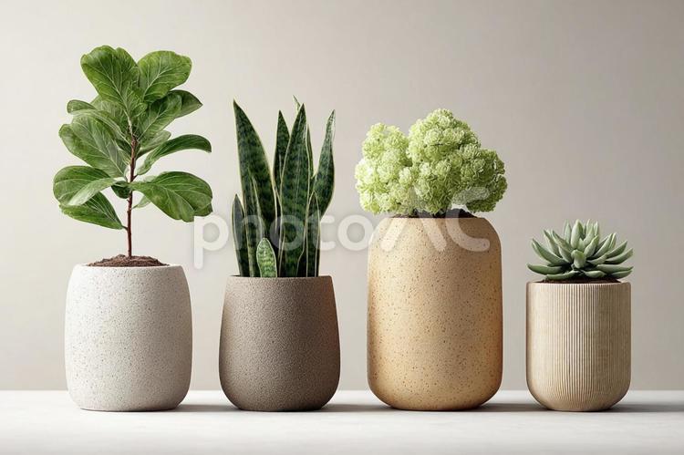 多様な緑の植物が並ぶ：インテリアグリーン 観葉植物,植物,鉢の写真素材