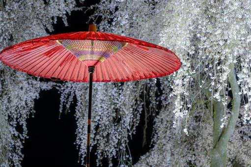 福岡-【法華原華庭園の桜】 福岡-【法華原華庭園の桜】 福岡,桜,名所の写真素材