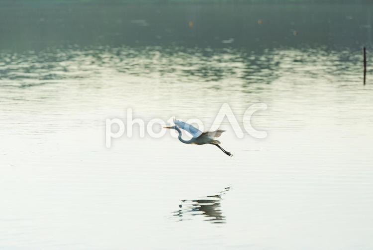 宙を優雅に舞うダイサギ ダイサギ,鷺,野鳥の写真素材
