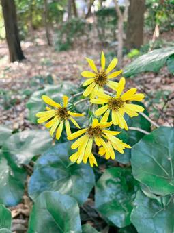 ツワブキの写真