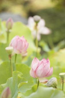 ハスの花 ハスの花の写真