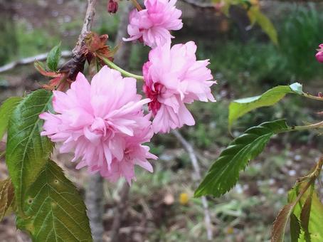 ピンクの花 ピンクの花の写真