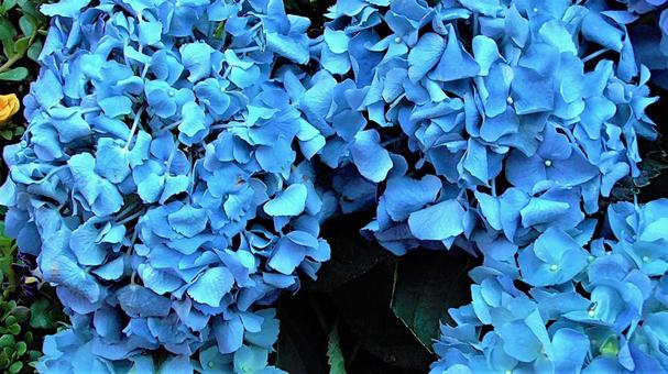 紫陽花の写真