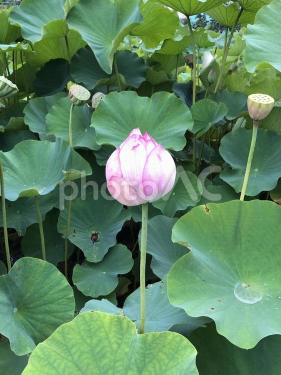 蓮の花　蕾 蓮池,ハスの花々,蕾の写真素材