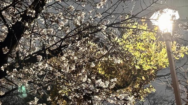 夜の公園の桜2 夜の公園の桜2の写真