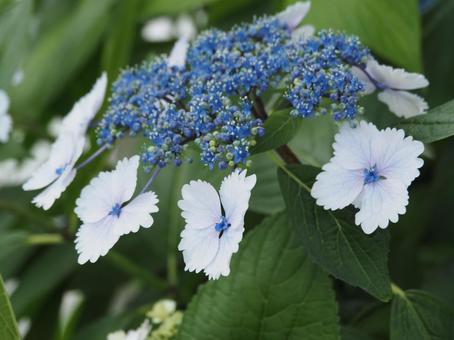 紫陽花 紫陽花の写真