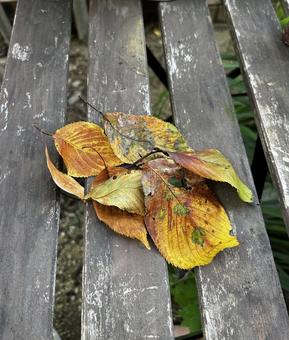 落ち葉 落ち葉,枯葉,葉の写真素材