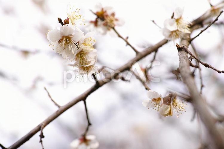 梅林公園　28　梅の花 キレイ,梅,ウメの写真素材