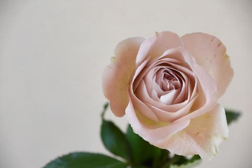 ペールピンクのばらの写真