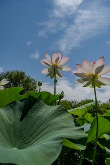 Ancient Lotus Village 2025, JPG Ancient Lotus Village 2025, JPG