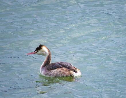 冬の湖を泳ぐカンムリカイツブリ 冬の湖を泳ぐカンムリカイツブリの写真