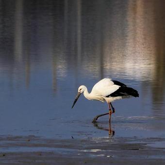 コウノトリ コウノトリの写真