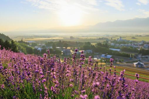 Lavender field early in the morning, JPG Lavender field early in the morning, JPG