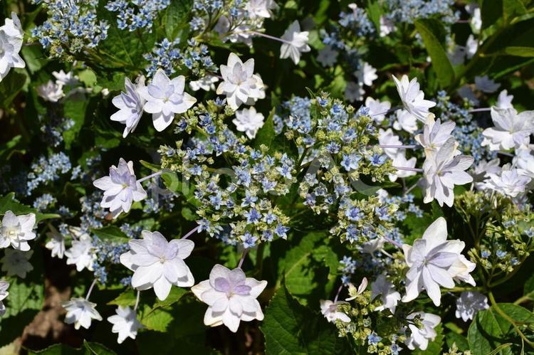 隅田の花火（アジサイ） 隅田の花火,アジサイ,紫陽花の写真素材