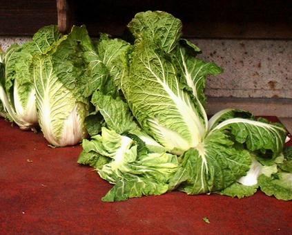 白菜 白菜,野菜,漬物の写真素材