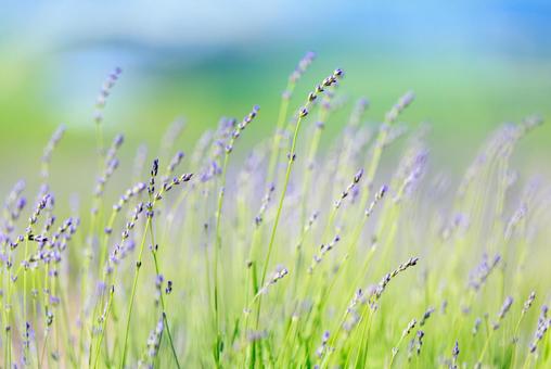 ラベンダー畑 ラベンダー畑 ラベンダー畑,ラベンダー,花の写真素材