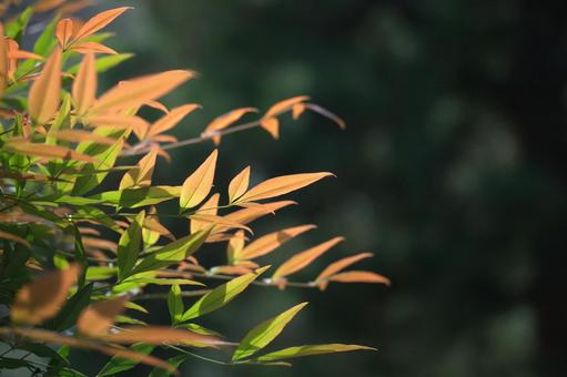 陽に透けるナンテンの葉 南天,秋,陽の写真素材